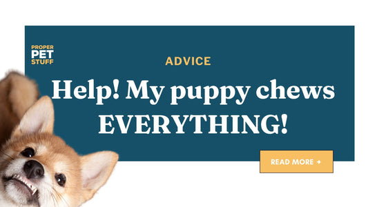 Help, my puppy is chewing everything!