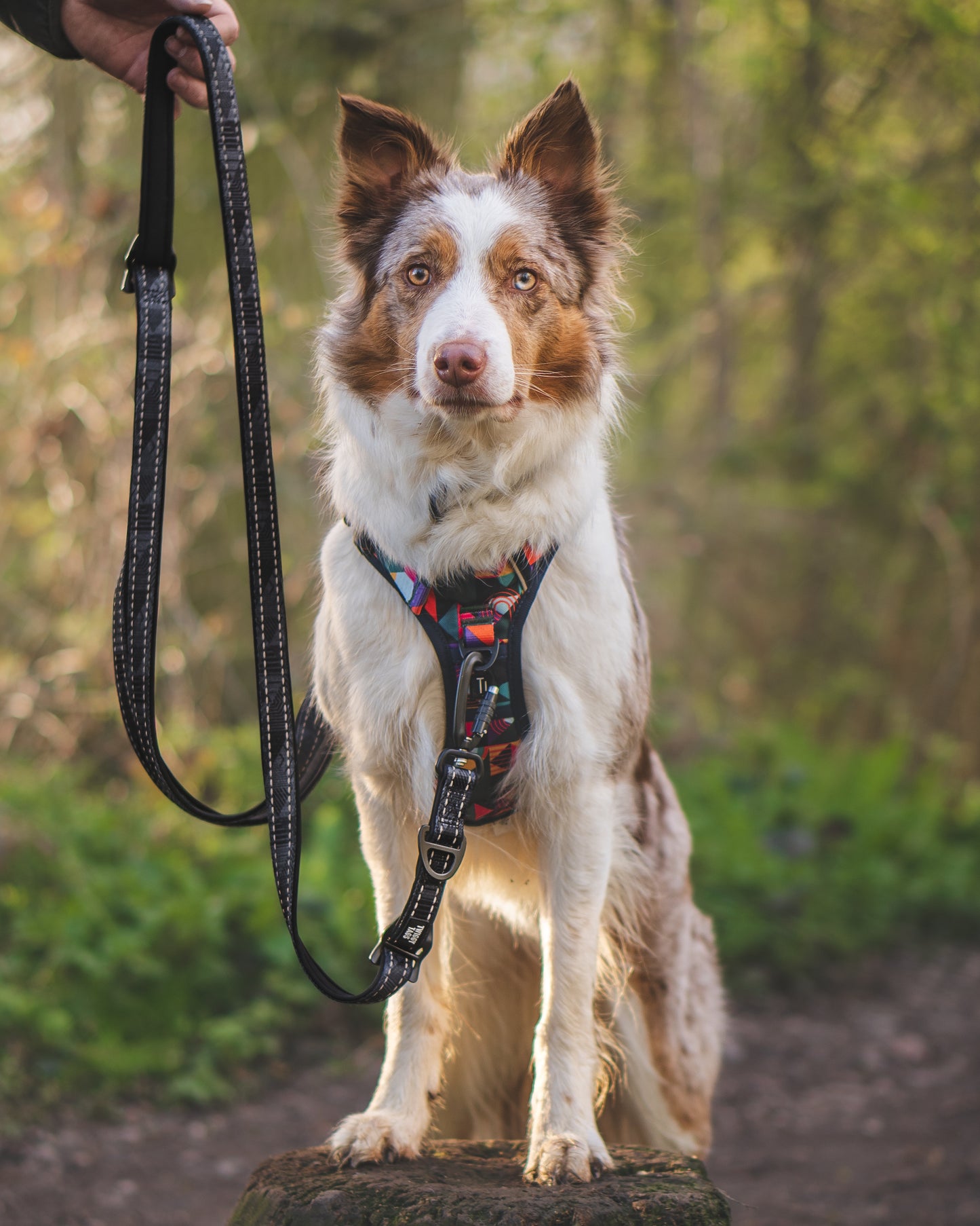 Onyx TrailFinder Multi-way Lead