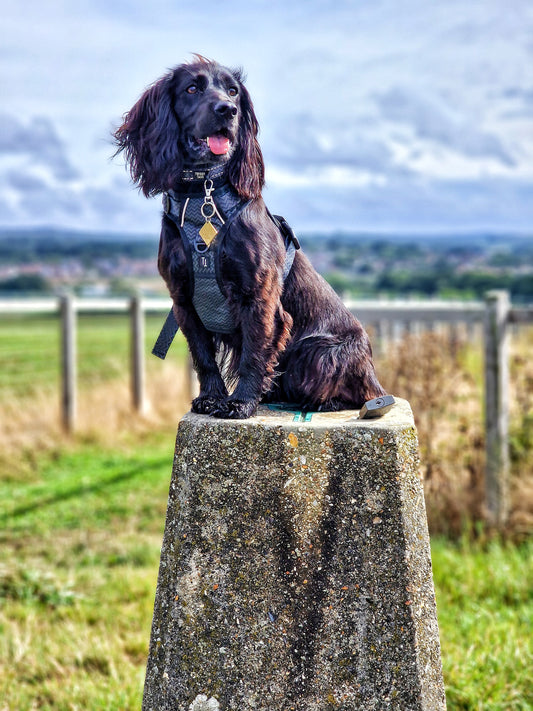 Petrichor Adventure Harness