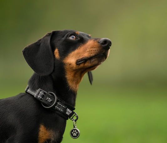 Petrichor Adventure Collar