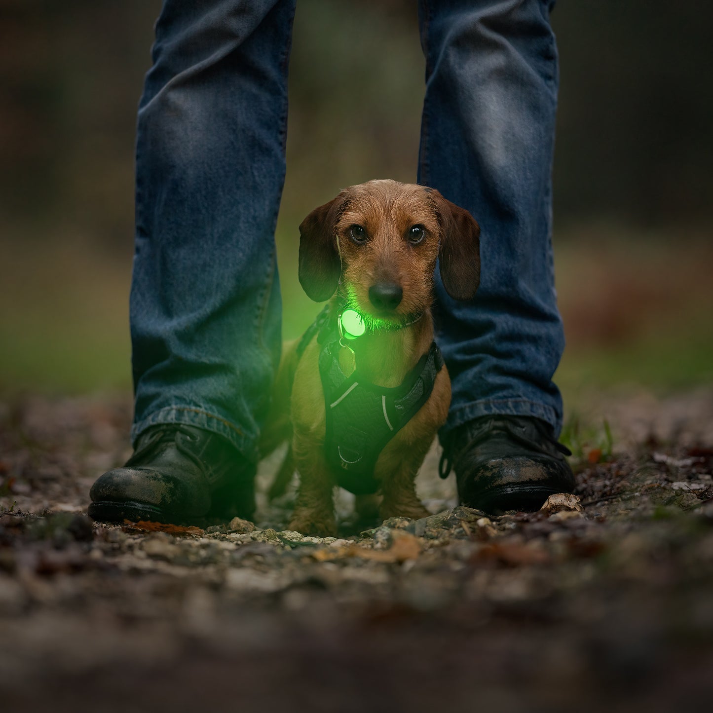 TrekBright™ Dog Safety Light