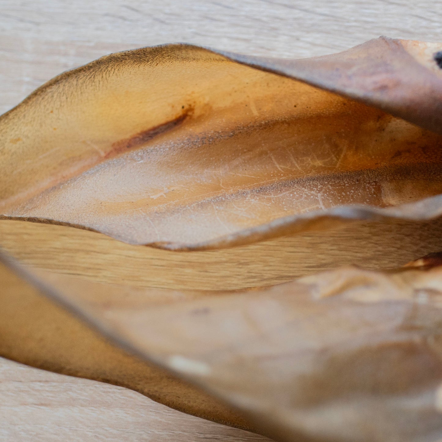 a close up of the inside of a buffalo ear, it shows the ear is hairless