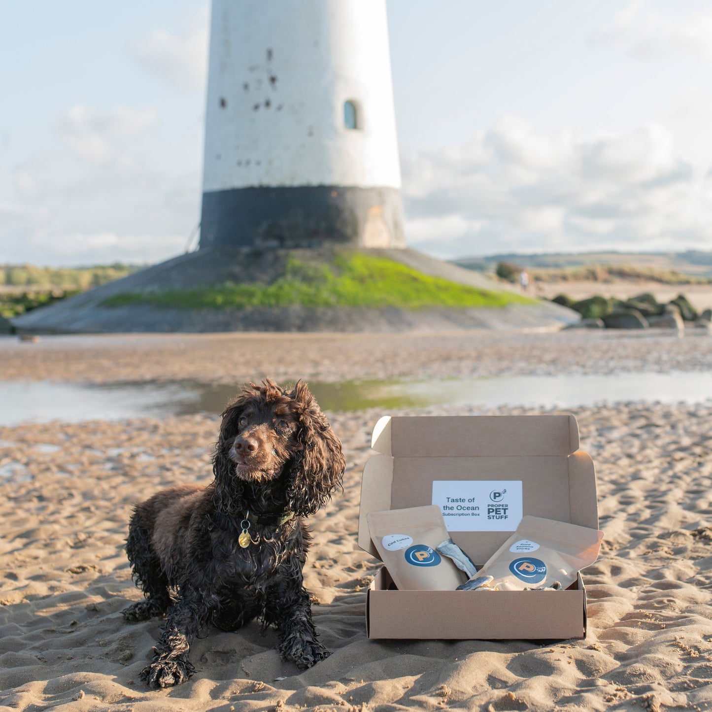 Brown cocker spaniel on a beach with the Ocean box, lighthouse in the background