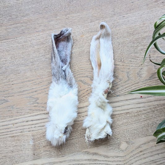two rabbit ears on a wood table, photo from above. The ear to the right is white and the ear to the left is grey. The whole ears are shown.