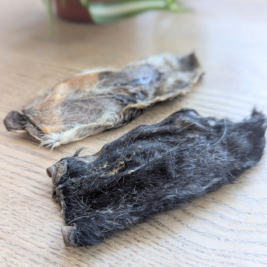 a side on view of the goat ears, the camera is focussed on the closer black ear, the second grey ear is slightly blurred