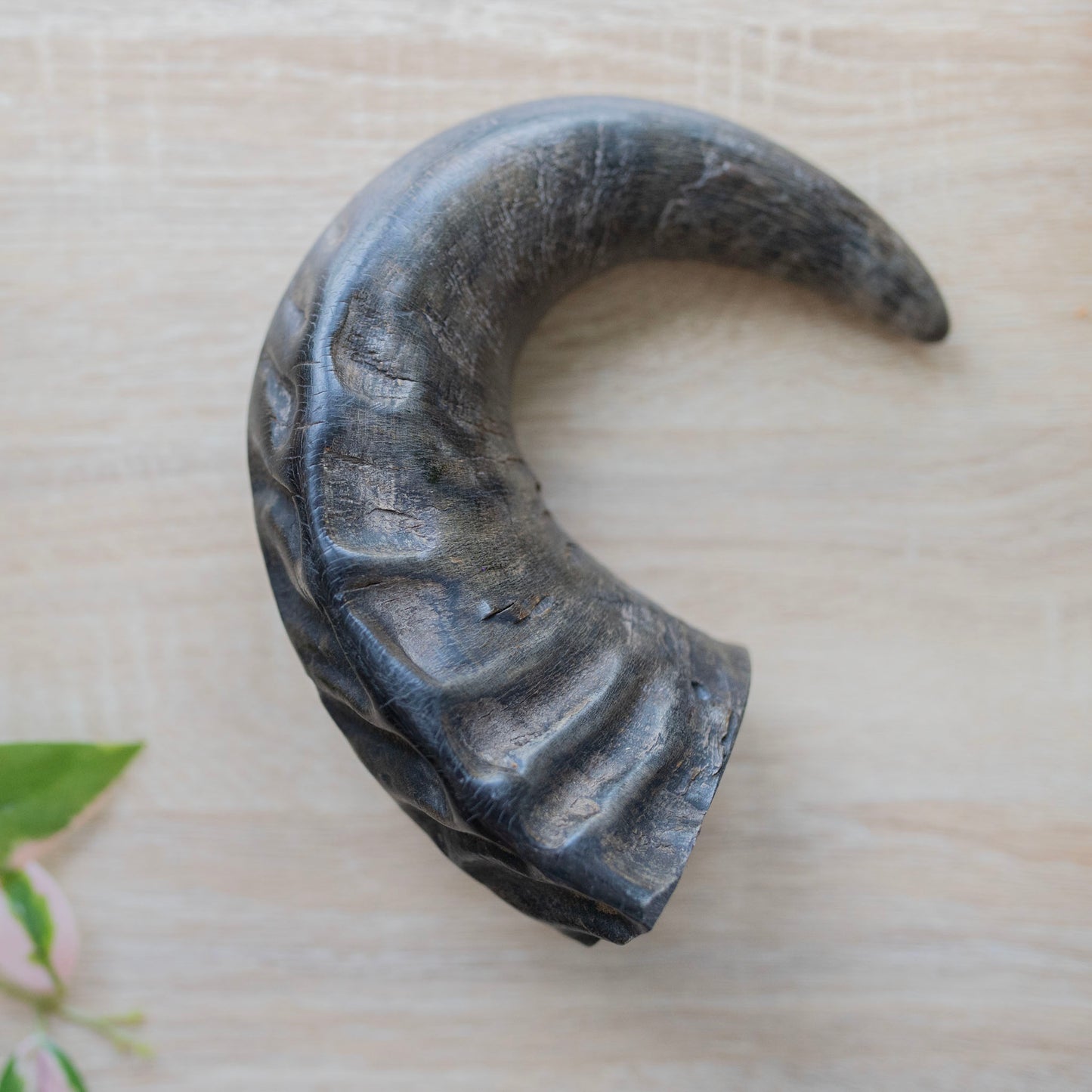 medium black horn from above