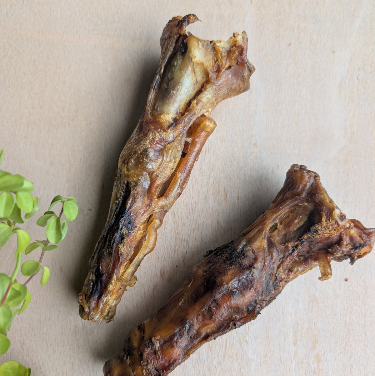 Two dried ostrch feet bones arranged on a light beige surface, with a small green leafy plant visible at the lower left edge.