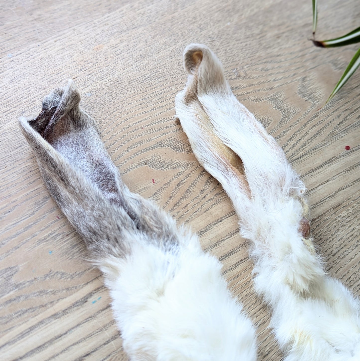 two rabbit ears on a wood table, photo from above but slightly angled. The ear to the right is white and the ear to the left is grey. The fluffy part of the ears are hidden in the photo, but you can see the ear portion