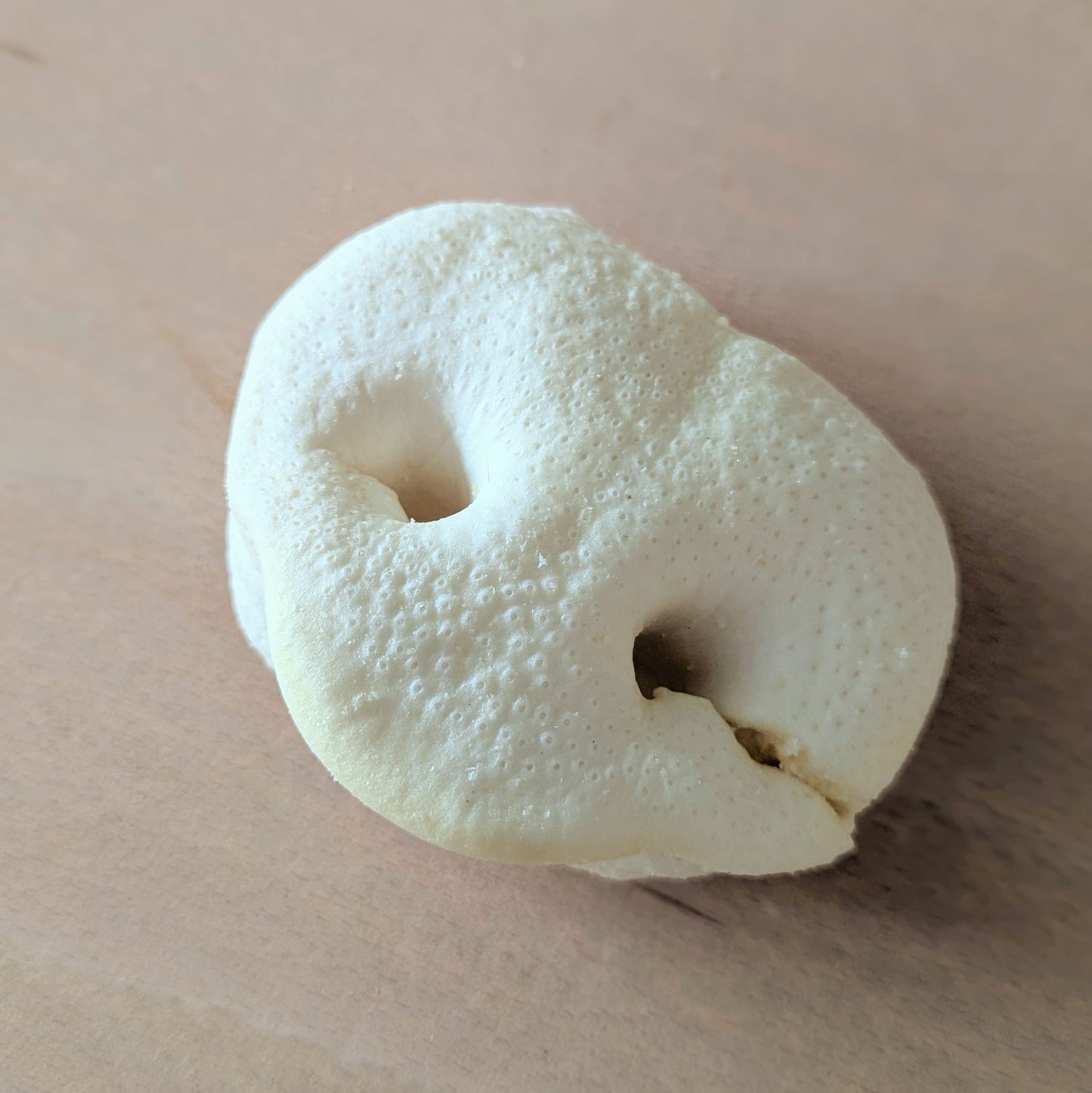 a close up of a puffed pig snout. It is white, puffy and has a horizontal cut from the right nostril to edge of the nose