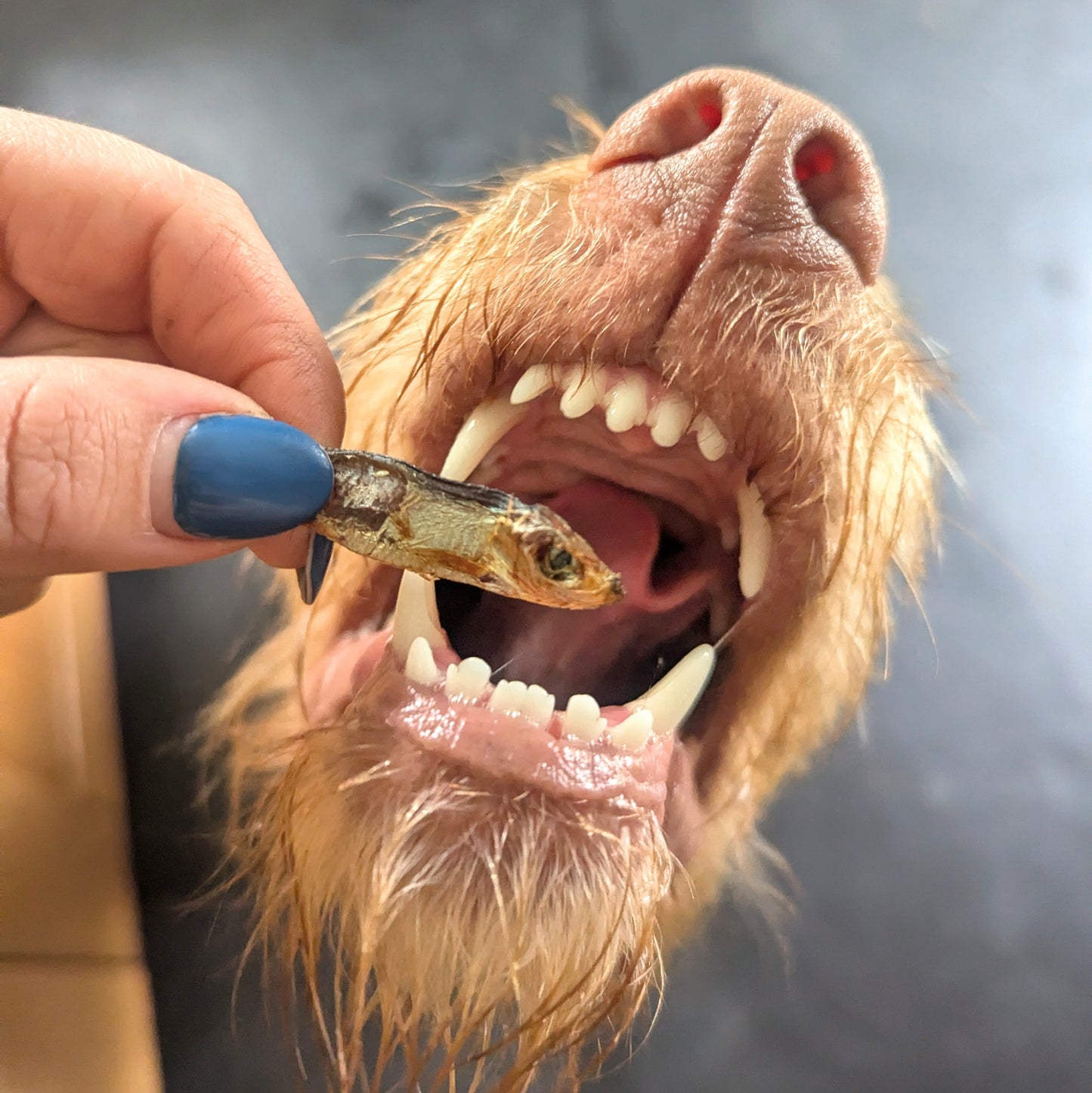 a sprat is being held by two fingers, only the thumb is visible, it is painted blue, above an open dog mouth. The dog is a wired haired vizsla. You can only see the nose, teeth and tongue, she is about to chomp