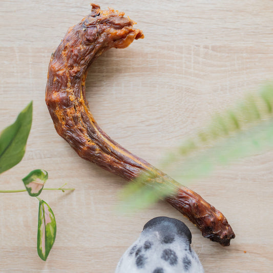 A turkey neck with the arch end pointing to the right. There is a spotty dalmatian nose sniffing the chew, slightly off centre, bottom of the photo