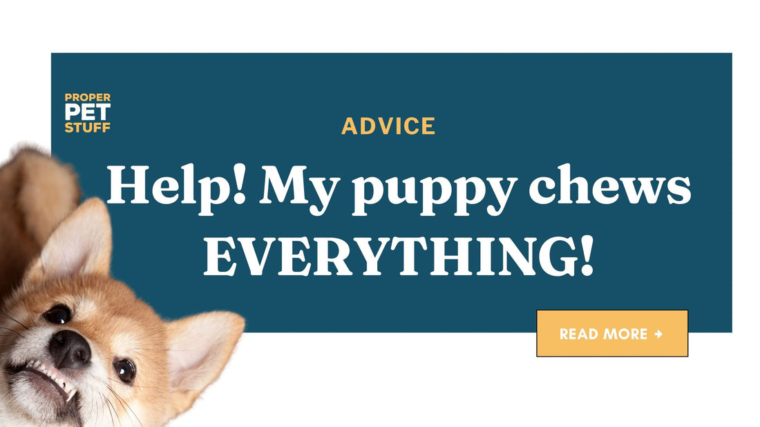 Help, my puppy is chewing everything!