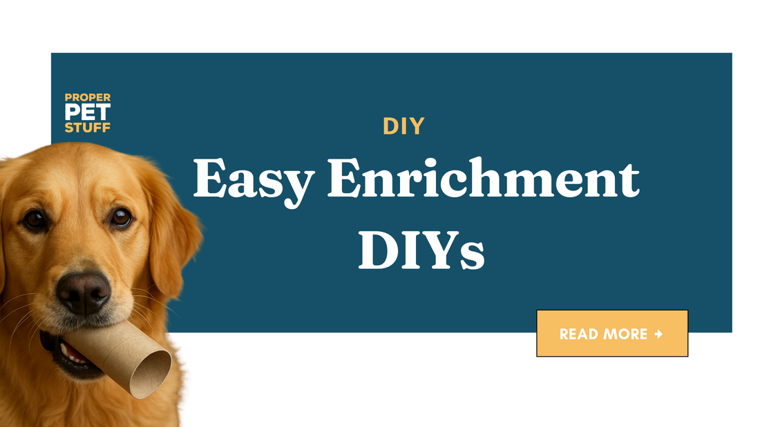 DIY Dog Enrichment Ideas
