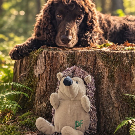 A brown curly-haired dog rests on a mossy tree stump in a forest while a plush hedgehog toy sits in front of it. The toy has green embroidered initials on its belly.