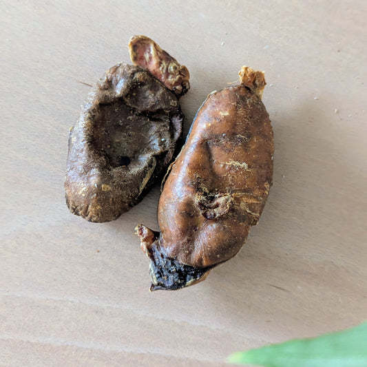 Two brown, dried beef testicles on a wood surface