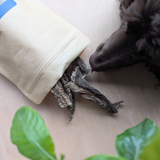 A chocolate spaniel sniffing dried beef tripe that is spilling out of a brown kraft pouch, on a wood surface.There are plants in the foreground