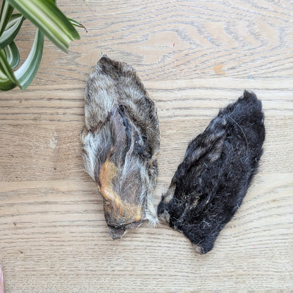 two goat ears on a wood table, photo from above and there is a curl of a spider in the top left corner. The ear on the right is black and the ear on the left is grey