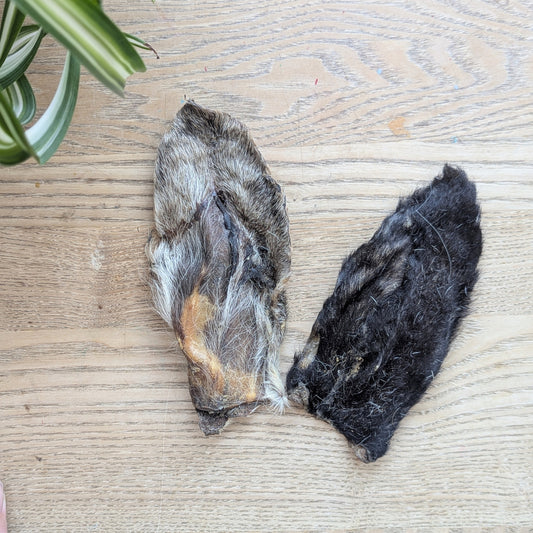 two goat ears on a wood table, photo from above and there is a curl of a spider in the top left corner. The ear on the right is black and the ear on the left is grey