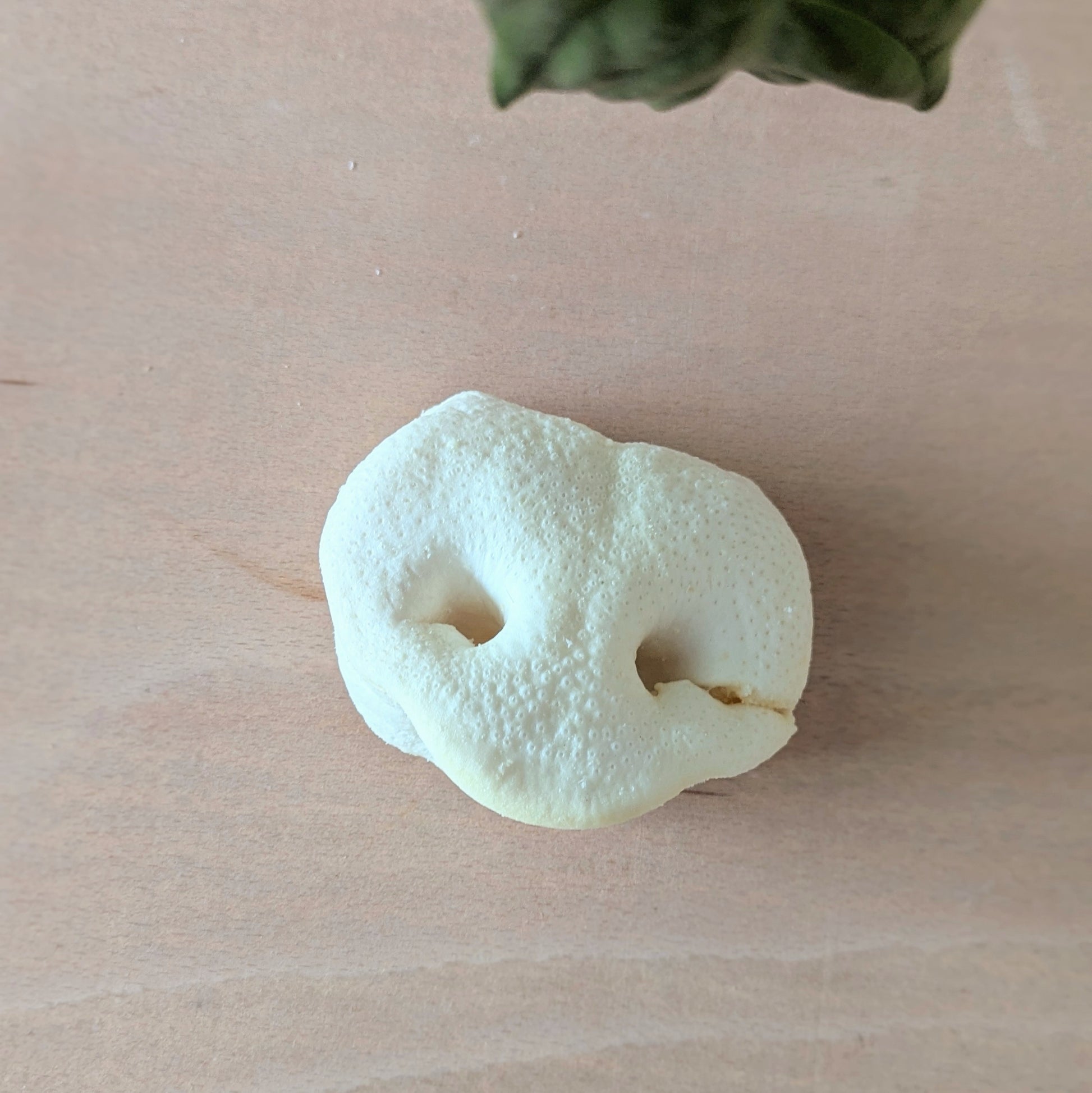 an overhead view of a puffed pig snout. It is white and puffy