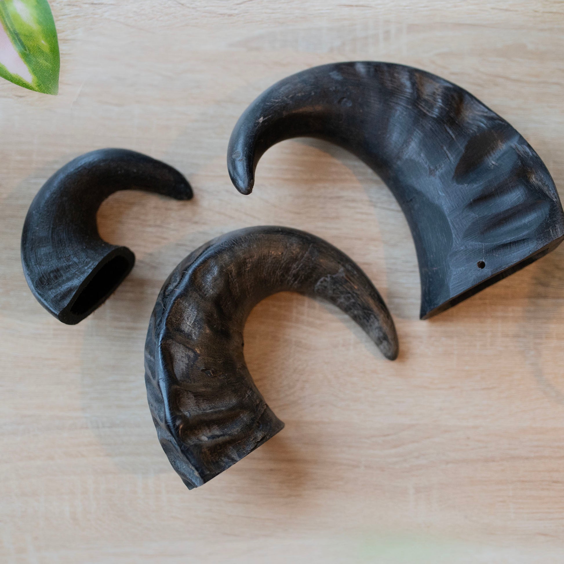 three sizes of horns next to each other. Small, medium and large