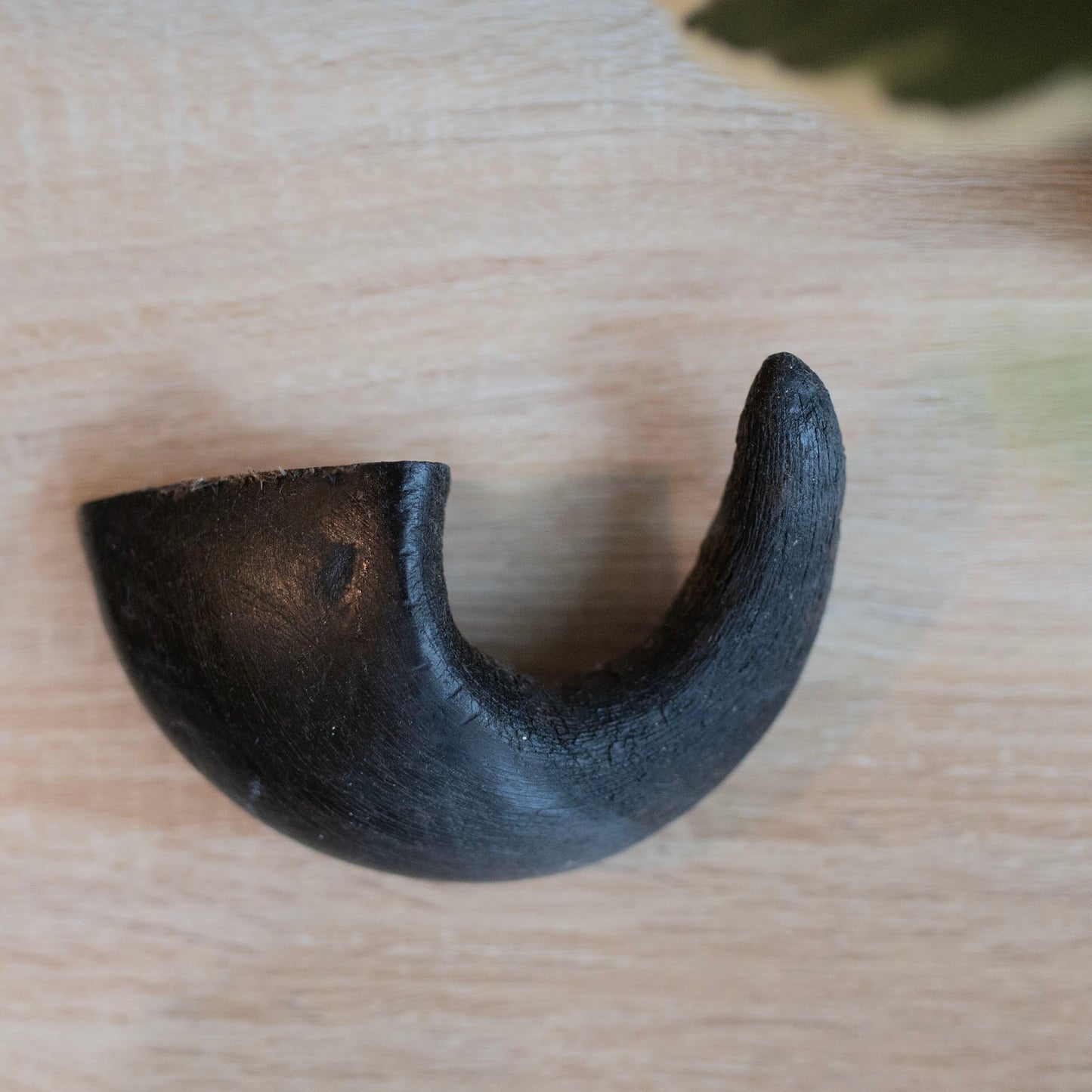 small black horn, from above