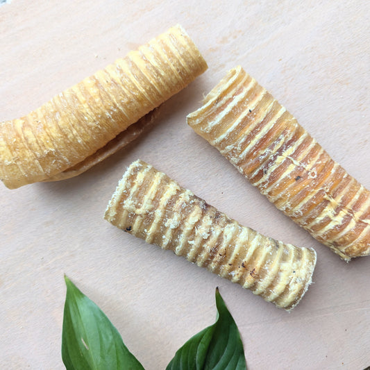 Three ribbed buffalo trachea on a light surface with green leaves.