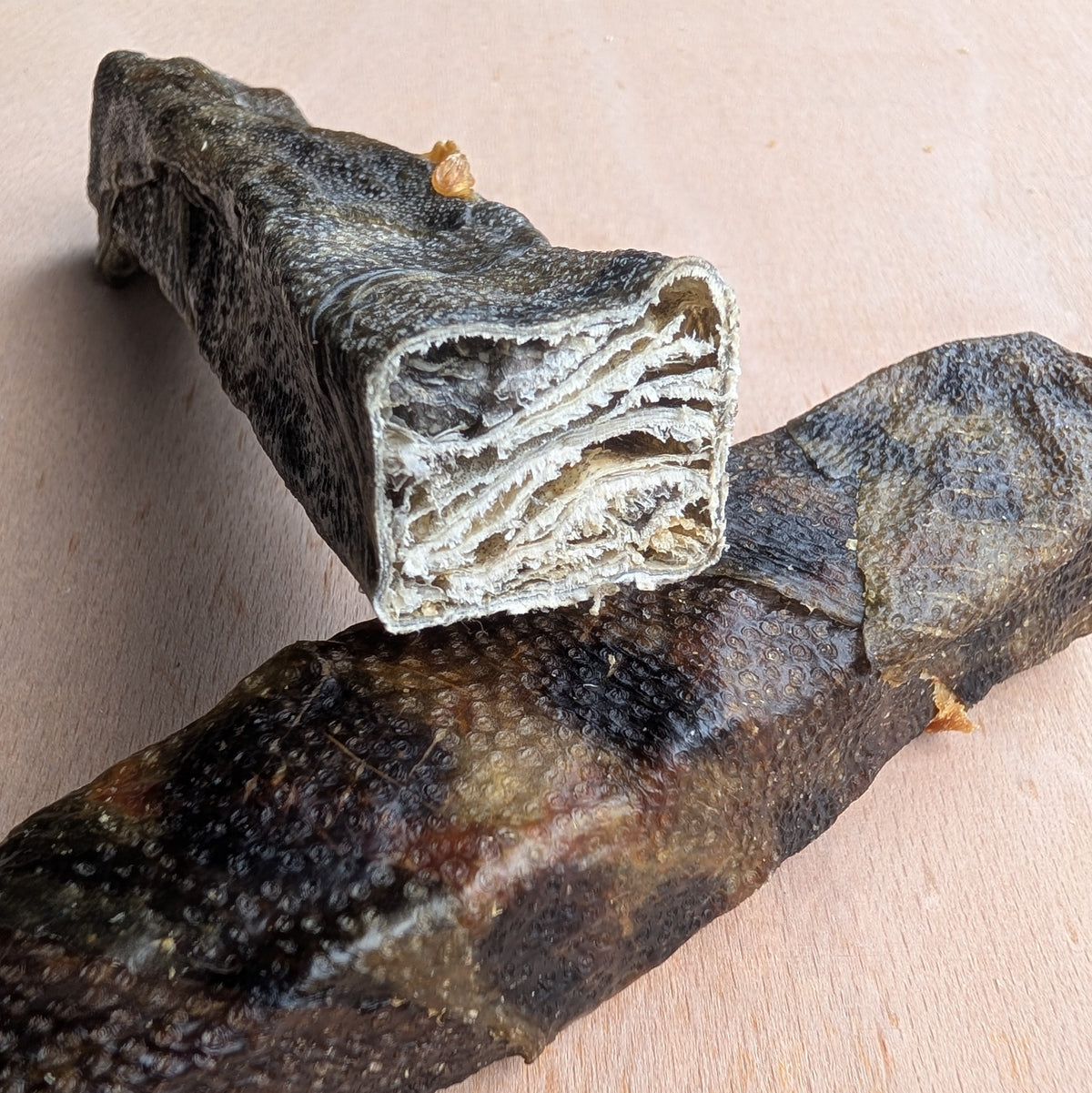 A close-up of thr of a dried wolf fish stick on a light beige surface/ It shows the layered interior texture.