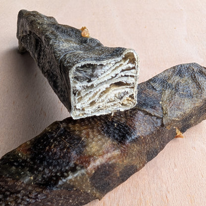 A close-up of thr of a dried wolf fish stick on a light beige surface/ It shows the layered interior texture.